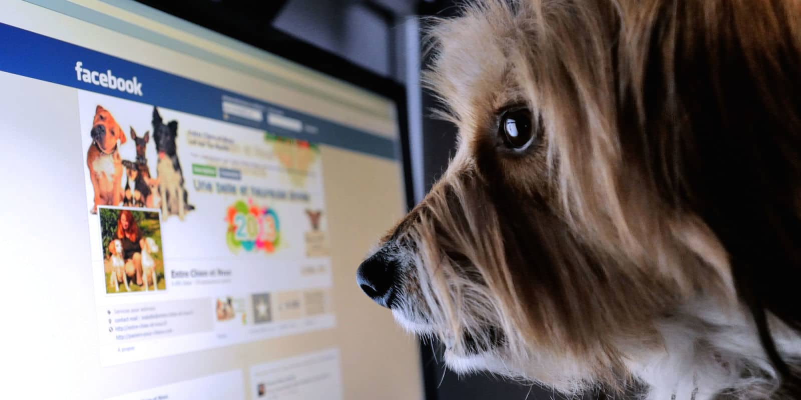 Landscape 1433263171 Facebookdog