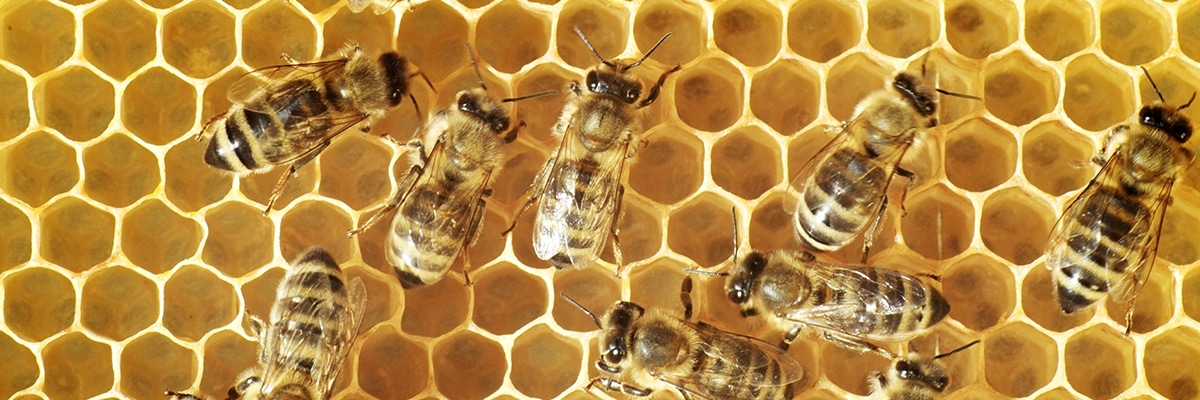 Bee Honeycumb