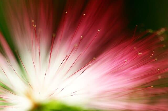 Eucalyptus Flower 864518 640