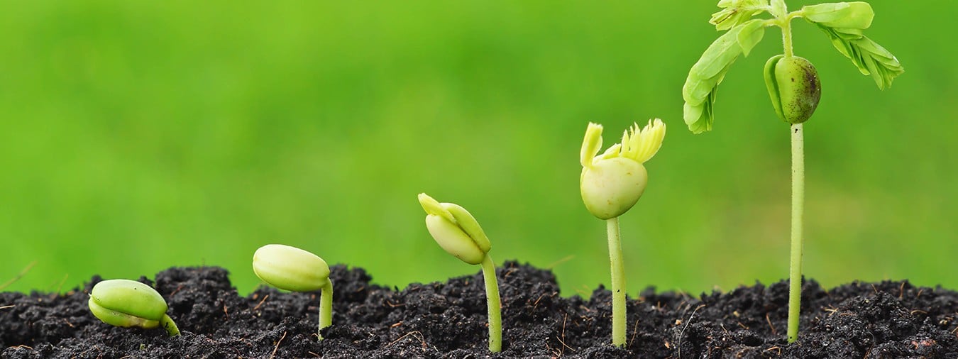 plantsL