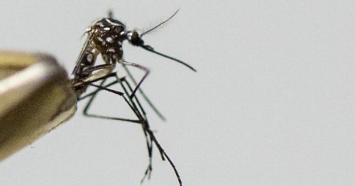 Can the smartphone cure Zika?
