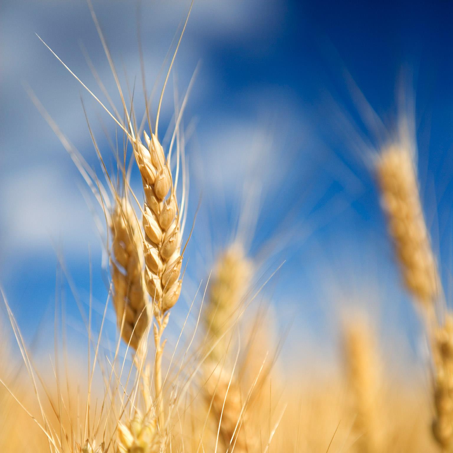 How big data will revolutionize the global food chain