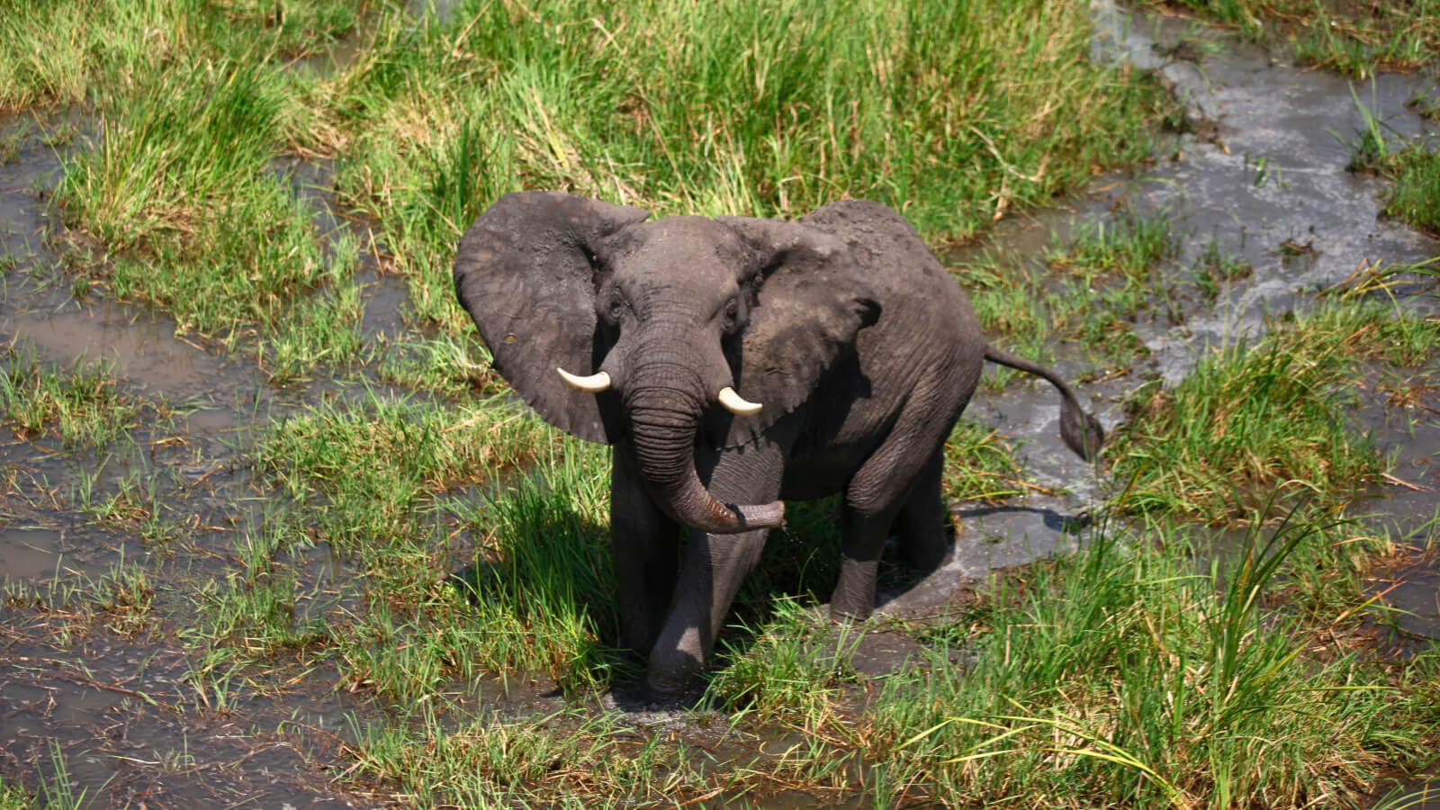 A combination of machine learning and game theory is being used to fight elephant poaching in Uganda