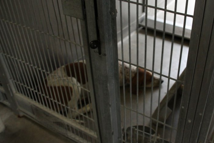What animal shelters taught me about digital transformation