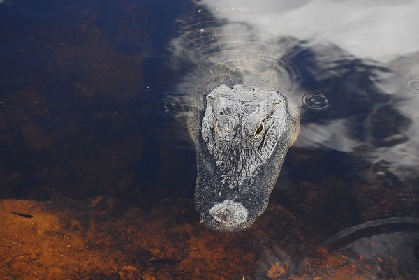 How to Clean Your Data Swamp Without Draining It