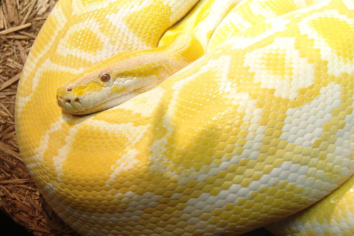 What is the Python programming language? Everything you need to know