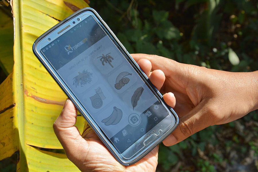 Artificial intelligence helps banana growers protect the world's favorite fruit