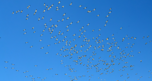 How Deep Learning Tracks Bird Migration Patterns