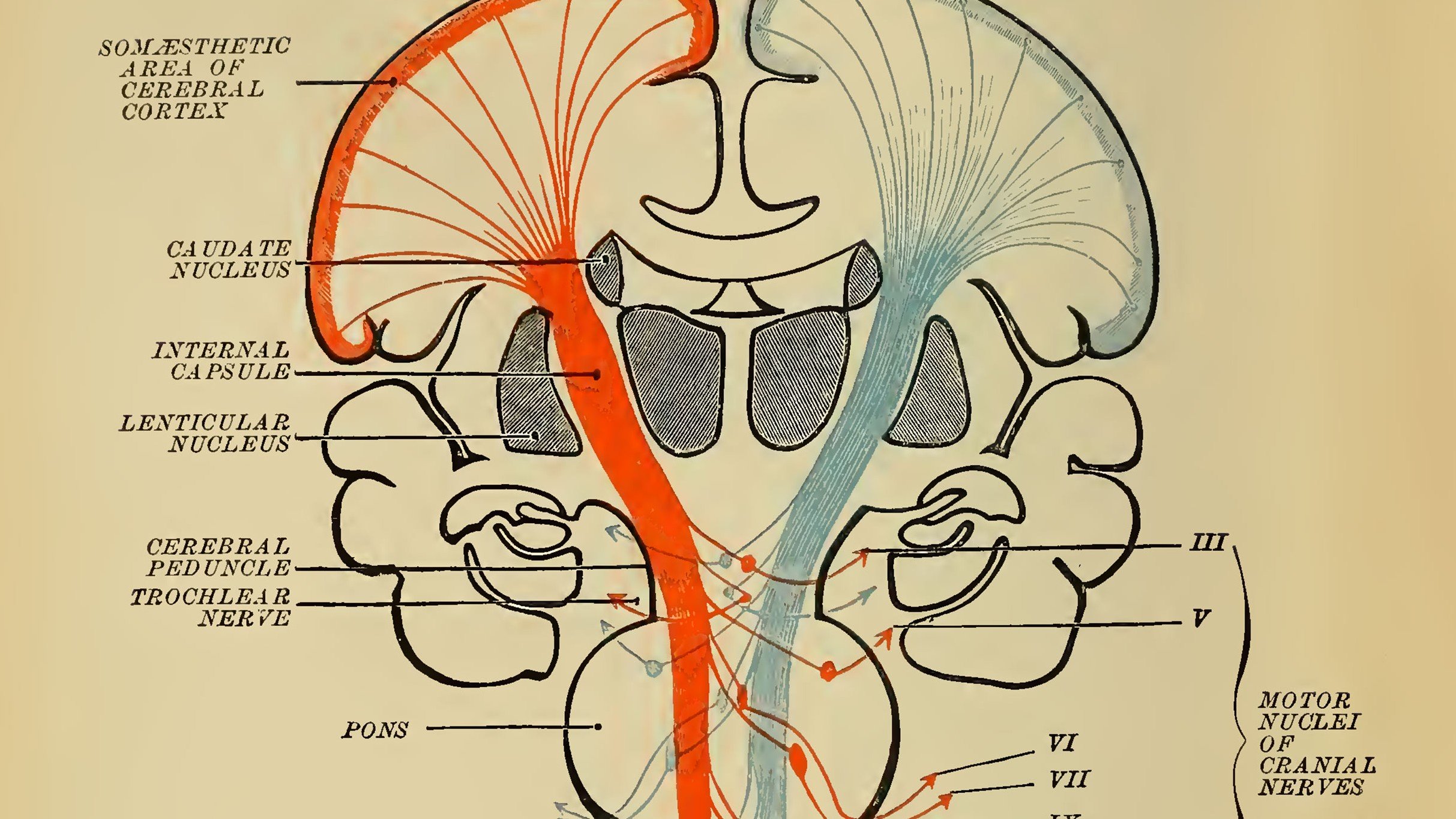 An algorithm that learns through rewards may show how our brain does too