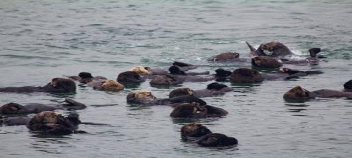 Machine Learning Sentiment Analysis Could Help in Wildlife Conservation