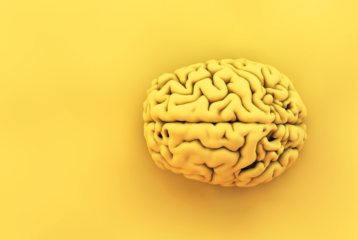 Artificial neural networks are more similar to the brain than they get credit for