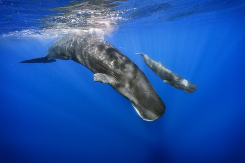 Groundbreaking effort launched to decode whale language