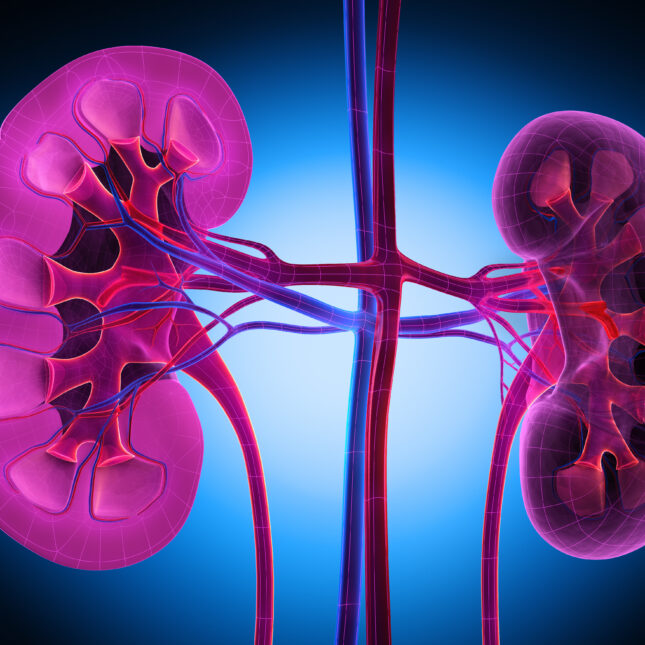 An AI model to predict kidney damage
